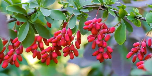 Berberine